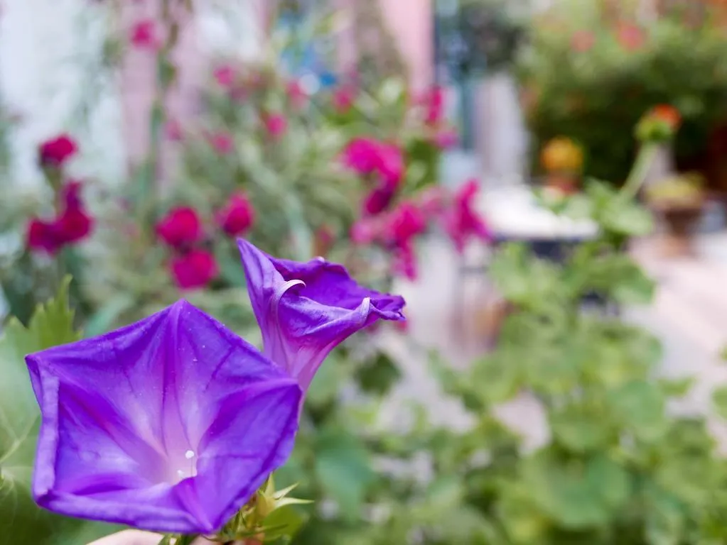 Gæstehus Bnb Vieux Port Panier Jardin Bed and Breakfast Marseille