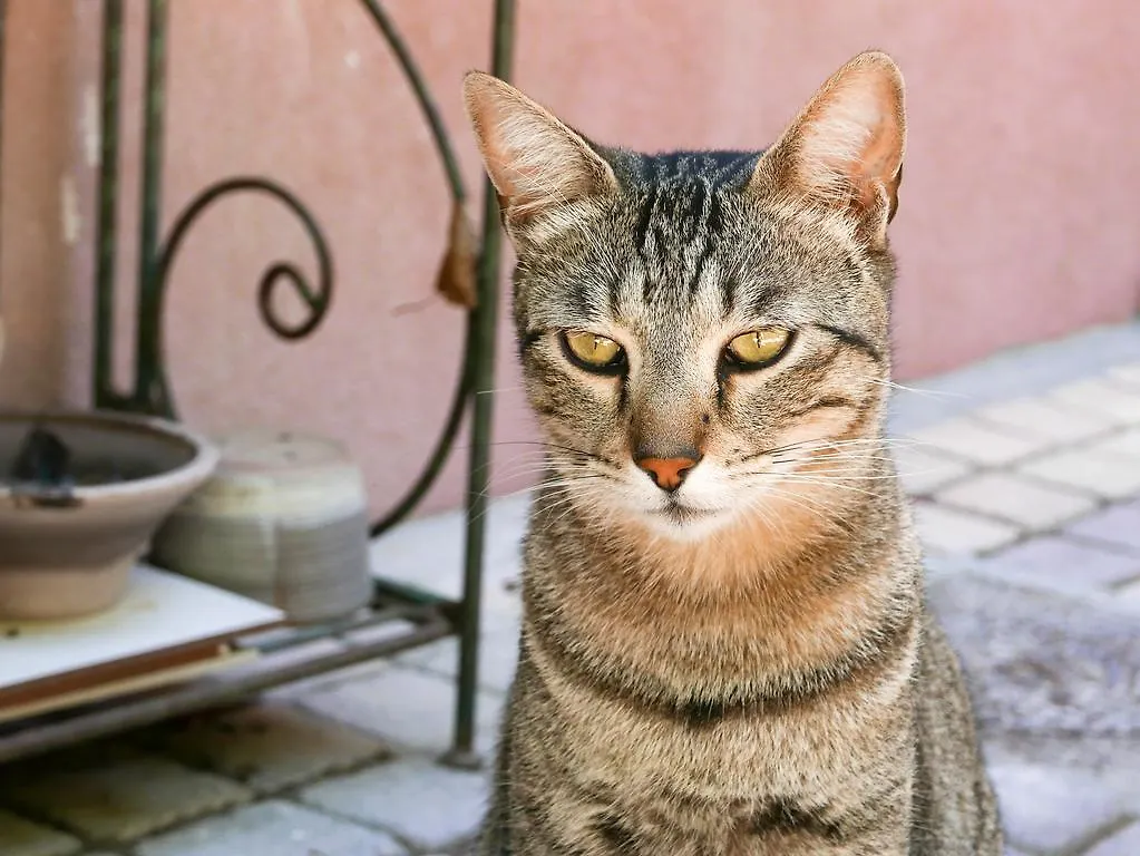 Bnb Vieux Port Panier Jardin Bed and Breakfast Marseille