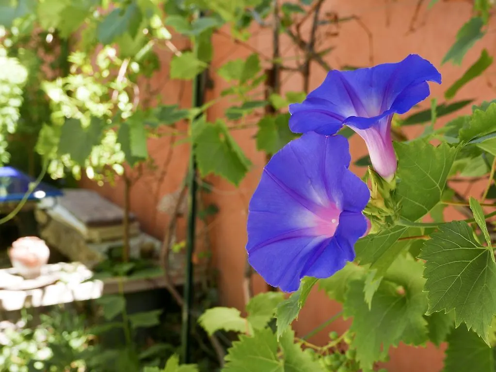 Guest house Vieux Port Panier Jardin Hotel Marseille France